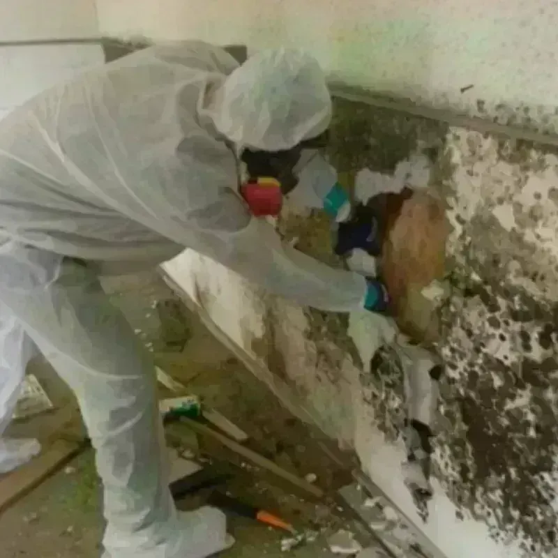 Mold Remediation and Removal in Edgartown, MA